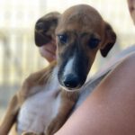 Galgo Pineto, 07/2023, Endgröße ca. 65 cm