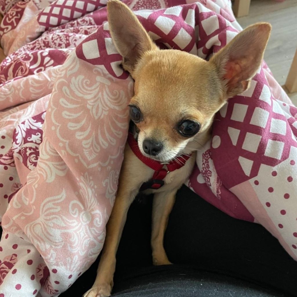 Chihuahua Pulguita, 09/2019, ca. 25 cm, 38315 Homburg
