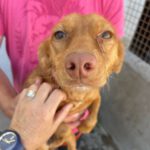 Podenco Maneto Quimera,10/2022, ca. 30 cm