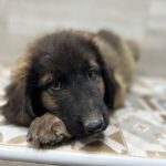 Mastin Mischling Raul, 06/2023, Endgröße ca. 70 cm