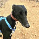 Galgo Sam, 06/2019, ca. 68 cm