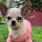 Chihuahua Stefania, 12/2020, ca. 15 cm, 61381 Friedrichsdorf