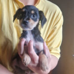 Mischling Sunny, ca. 08/2023, ca. 35 – 40 cm