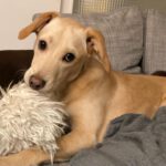 Labrador Mischling Svenske, 04/2023, ca. 50 cm, 61381 Friedrichsdorf