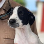 Bodeguero Mischling Tiffany, 07/2023, Endgröße ca. 40 cm