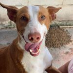 Podenco Tito, 12/2021, ca. 45 cm