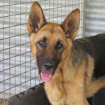 deutscher Schäferhund Tristan, 01/2017, 65 cm