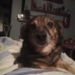 Mischling Trytek, 09/2015, ca. 35 cm