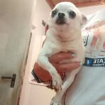 Chihuahua Turron, 10/2017, ca. 25 cm