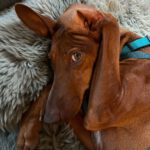 Podenco Vicky, 11/2021, ca. 45 cm, 83558 Maitenbeth