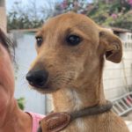 Podenco Mischling Yoko, 03/2023, Endgröße ca. 40 cm