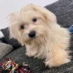 Malteser Zeus, 04/2023, Endgröße: ca. 24 cm, 04318 Leipzig