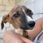 Galgo Zico, 07/2023, Endgröße ca. 65 cm