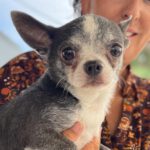 Chihuahua Zinc, 12/2017, ca. 20 cm