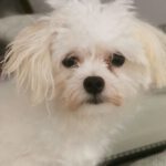 Malteser Zopi, 12/2022, ca. 25 cm