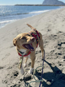 Reisebericht La Linea 2025 von Daniel