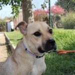 Labrador- American Bulldog-Boxer Mischling Alicia, 07/2021, ca. 60 cm