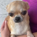 Chihuahua Ayra, 10/2020, ca. 25 cm