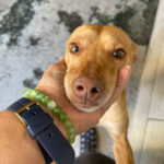 Podenco Maneto Bambi, 04.12.2022, ca. 30cm