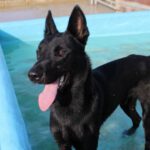 Malinois Mischling Barrio, 04/2022, ca. 65 cm