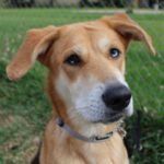 Mischling Bellota, 01/2023, ca. 70 cm