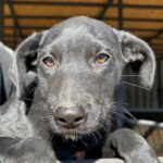 Mischling Berni, 07/2023, Endgröße ca. 45 - 50 cm