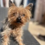 Yorkshire Terrier Bobby, 11/2007, ca. 25 cm