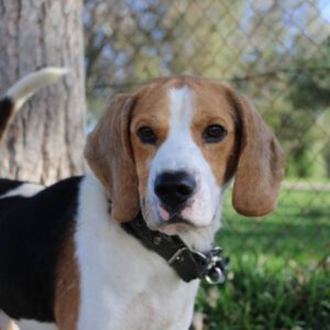 Beagle Buny, 01/2021, ca. 50 cm