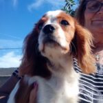 Cavalier King Charles Spaniel Cavi, 06/2023, ca. 40 cm