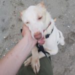 Podenco Charles, 06/2021, ca. 40 cm
