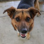 Mischling Conil, 03/2021, ca. 50 cm