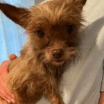 Yorkshire Terrier Mischling Cordula, 02/2022, ca. 22 cm, 29473 Göhrde