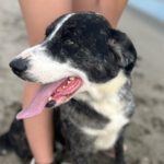 Collie Mischling Dakota, 10/2018, ca. 60 cm