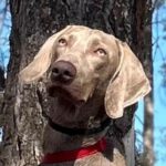 Weimeraner Danco, 11/2022, ca. 65 cm