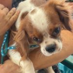 Cavalier King Charles Spaniel Denver, 03/2022, ca. 40 cm