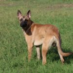 Malinois Mischling Dobby, 10/2020, ca. 65 cm