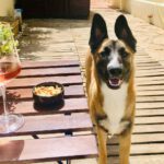 Malinois Mischling Dylan, 10/2021, ca. 65 cm