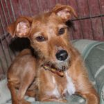 Podenco Mischling Era, 10/2022, ca. 35 cm