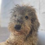 Wasserhund Estrella, 02/2023, ca. 43 cm