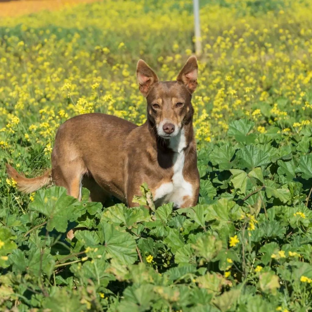 Podenco Mischling Estrella, 08/2016 , ca. 45 cm