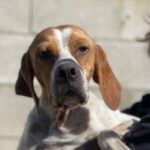 Pointer Fiona, 06/2022, ca. 55 cm