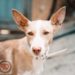 Podenco Isco, 01/2018, ca. 42 cm