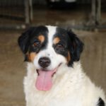 Mischling Jerry, 03/2016, ca. 45 cm