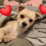 Malteser Kelloggs, 01/2023, ca. 25 cm, 38448 Wolfsburg