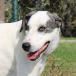 Mastin Kenia, 04/2022, ca. 70 cm