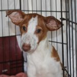 Podenco Krusty, 08/2023, Endgröße ca. 40 cm