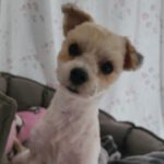 Malteser Kurti, 08/2022, ca. 30 cm, 22926 Ahrensburg