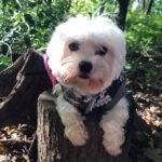 Malteser Lala, 06/2018, ca. 23 cm, 51491 Overath