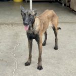 Malinois Lia, 07/2022, ca. 65 cm