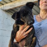 Mischling Lieke, 07/2023, Endgröße ca. 50- 55 cm